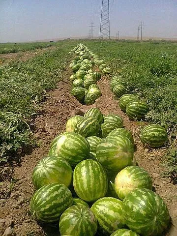 Kolkhozobod cover