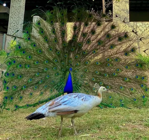 Kuje cover
