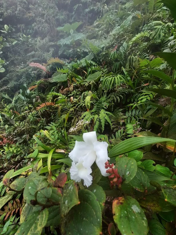 La Fortuna cover