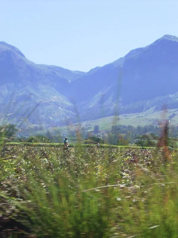 Mulanje cover