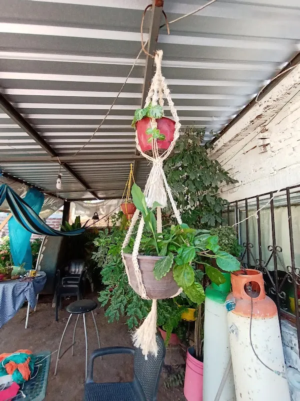 Sinaloa cover