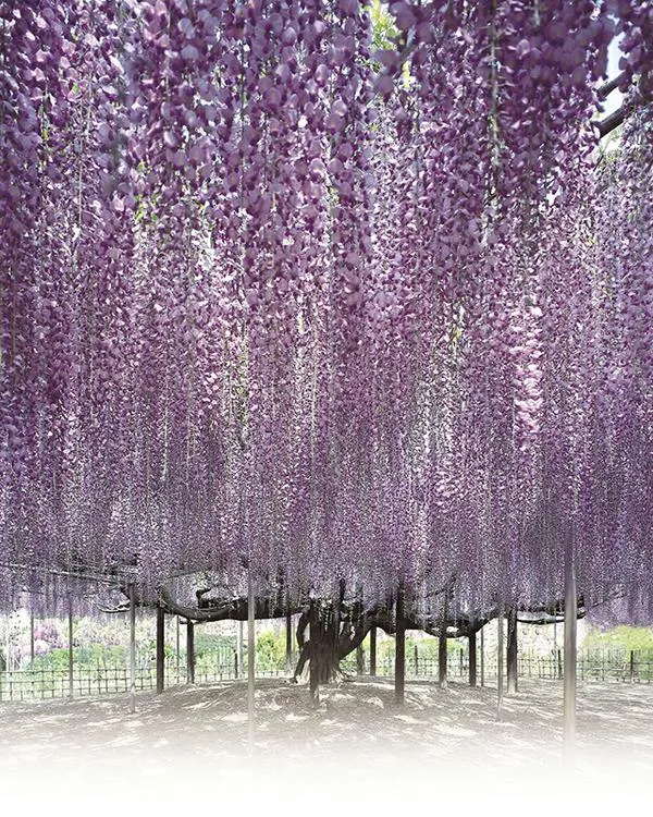 Ashikaga cover
