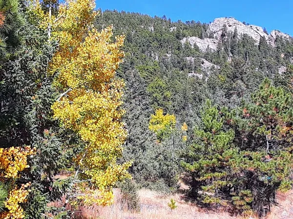 Conifer cover