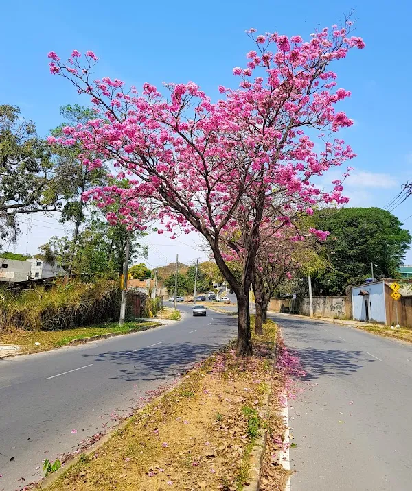 Contagem cover