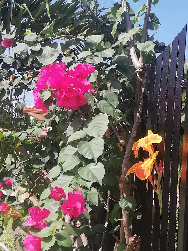 San Juan Bautista cover