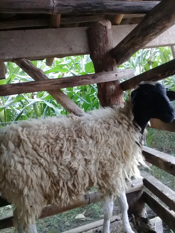 Tanggulangin cover