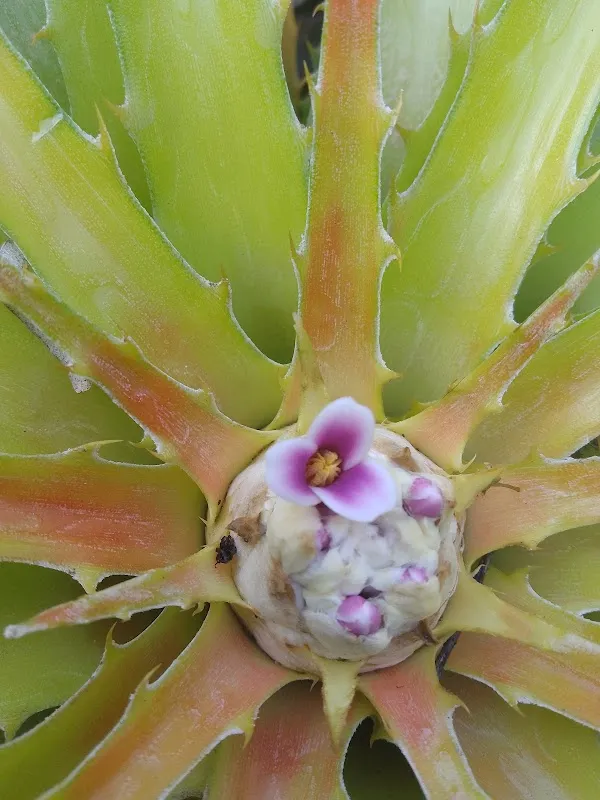 Valle de La Pascua cover