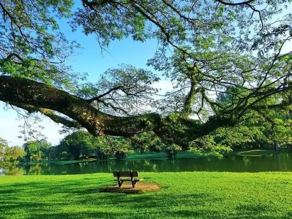 Taiping cover