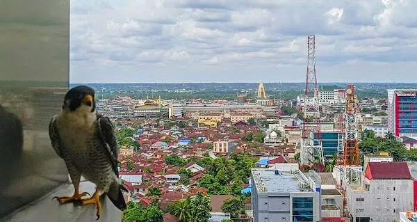 Pekanbaru cover