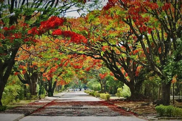 Luanshya cover