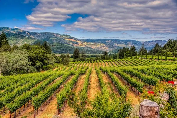 Napa cover