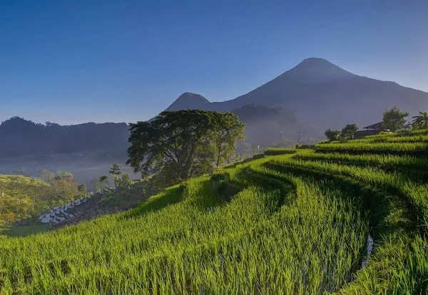 Mojokerto cover