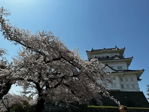 Odawara cover