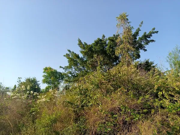 Bagamoyo cover
