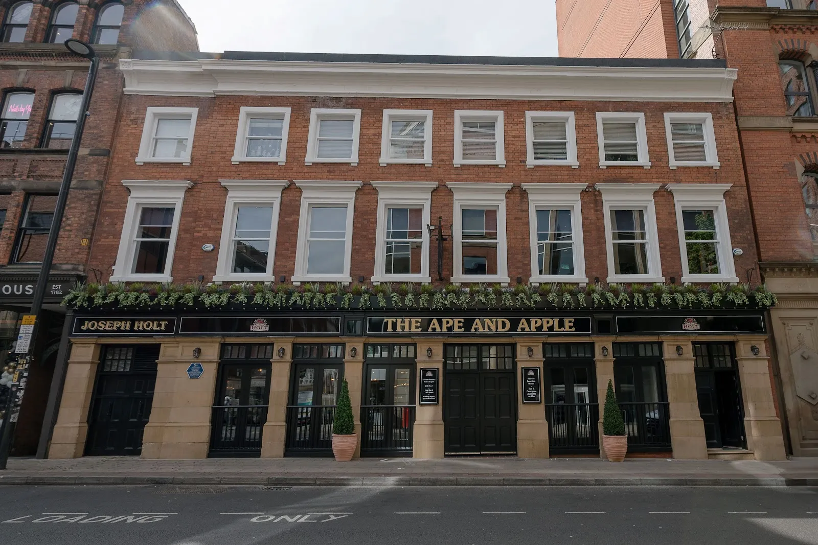Ape and Apple - Image 4